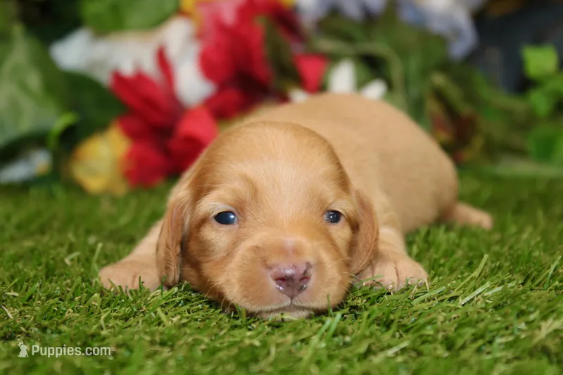 AKC DARK CREAM MALE 012, a male Dachshund for sale in Pittsburg, KS – 1 of 6