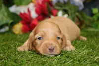 AKC DARK CREAM MALE 012, a male Dachshund for sale in Pittsburg, KS – 1 of 6