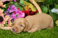 AKC DARK CREAM MALE 012, a male Dachshund for sale in Pittsburg, KS – 3 of 6