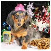 AKC DARK CREAM MALE 012, a male Dachshund for sale in Pittsburg, KS – 5 of 6
