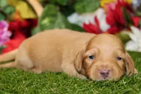 AKC DARK CREAM MALE 012, a male Dachshund for sale in Pittsburg, KS – 2 of 6
