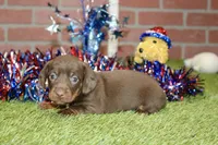 CHOCOLATE MALE 082, a male Dachshund for sale in Pittsburg, KS – 4 of 4