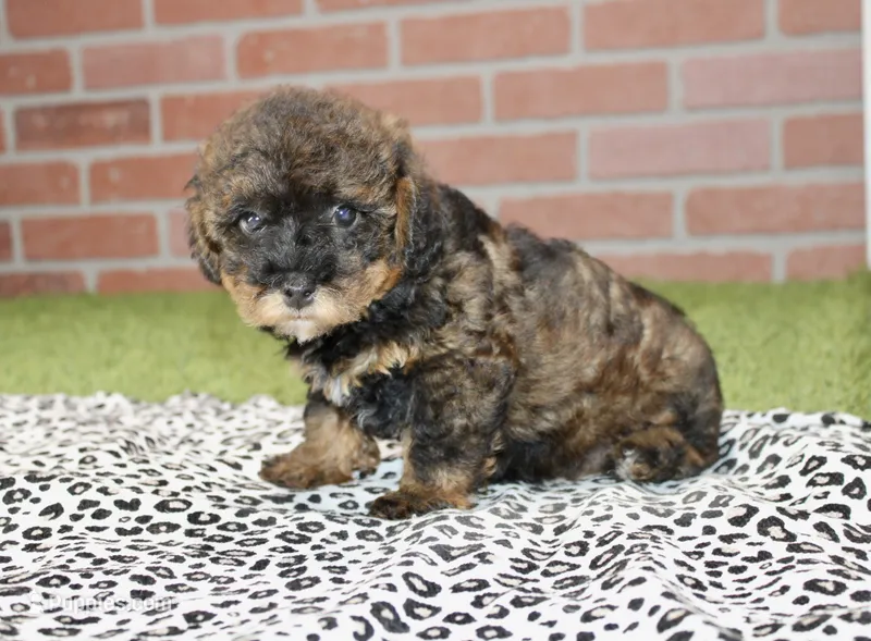 BLACK/BROWN FEMALE YORKIEPOO 178 – Yorkipoo puppy for sale in Pittsburg, KS