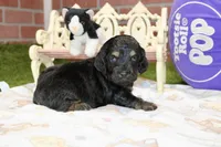 PHANTOM MALE COCKAPOO 102, a male Cockapoo for sale in Pittsburg, KS – 2 of 4