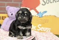 TINY PHANTOM FEMALE COCKAPOO 106, a female Cockapoo for sale in Pittsburg, KS – 2 of 8
