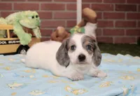 BLUE PIEBALD MALE DACHSHUND 121, a male Miniature Dachshund for sale in Pittsburg, KS – 4 of 4
