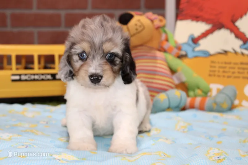 BLUE MERLE/WHITE MALE COCKAPOO 101 – Cockapoo puppy for sale in Pittsburg, KS