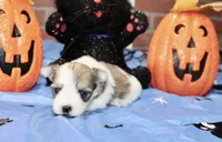 BROWN/WHITE PARTI MORKIE MALE 032, a male Morkie for sale in Pittsburg, KS – 4 of 5