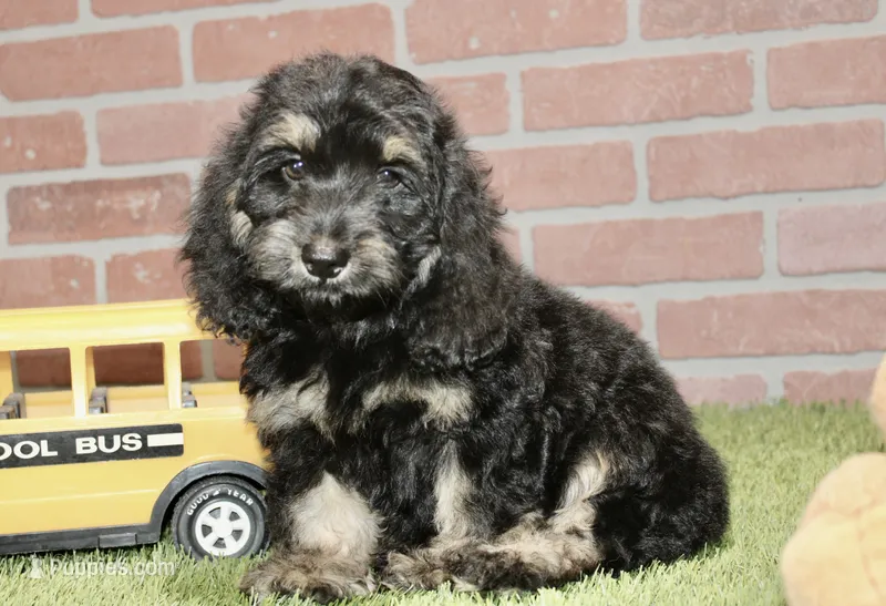 PHANTOM MALE COCKAPOO 102 – Cockapoo puppy for sale in Pittsburg, KS