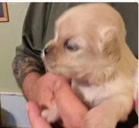 Jenny, a female Lhasa Apso for sale in Fort Worth, TX – 3 of 6