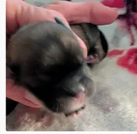 Kane, a male Lhasa Apso for sale in Fort Worth, TX – 3 of 4