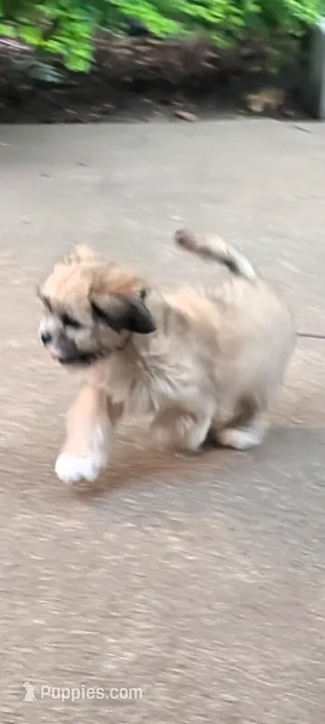 Dino – Lhasa Apso puppy for sale in Fort Worth, TX