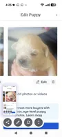 Joey , a male Lhasa Apso for sale in Fort Worth, TX – 7 of 8