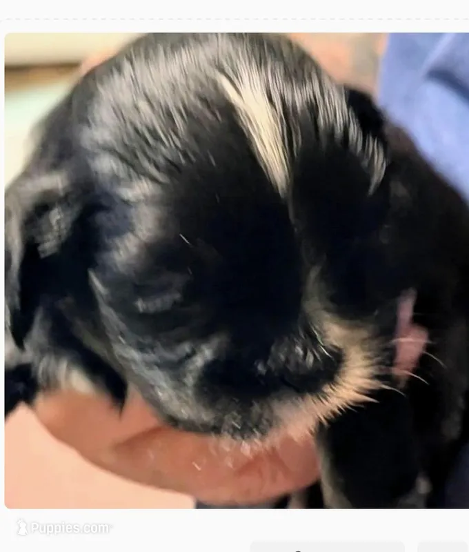 Jasmine – Lhasa Apso puppy for sale in Fort Worth, TX