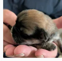 Kissy, a female Lhasa Apso for sale in Fort Worth, TX – 4 of 4