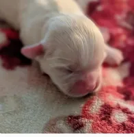 Kimba, a female Lhasa Apso for sale in Fort Worth, TX – 7 of 7