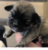 Jade, a female Lhasa Apso for sale in Fort Worth, TX – 8 of 10