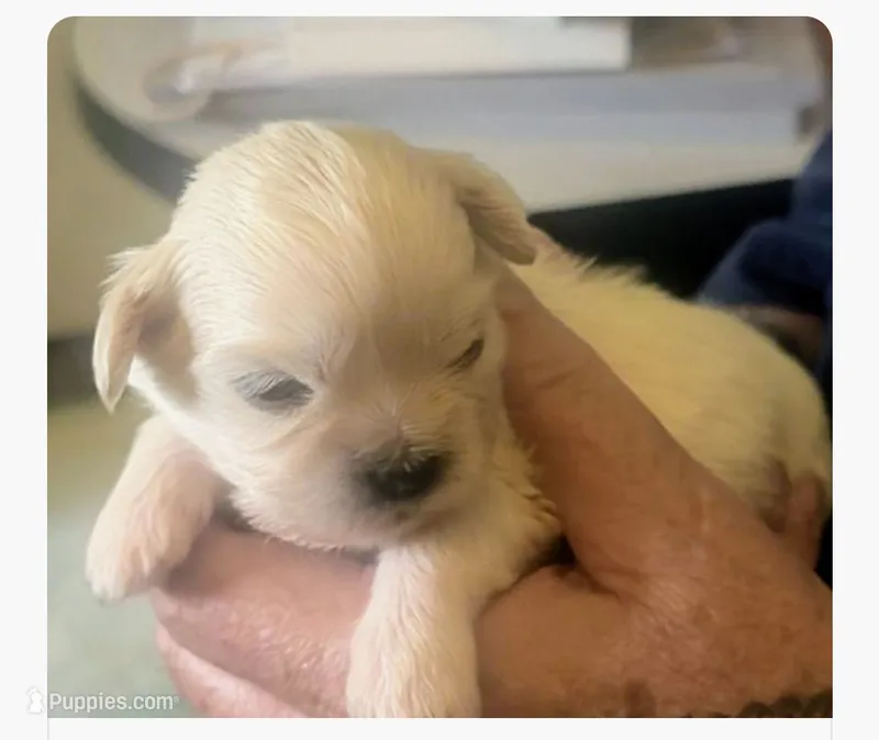 Joey  – Lhasa Apso puppy for sale in Fort Worth, TX