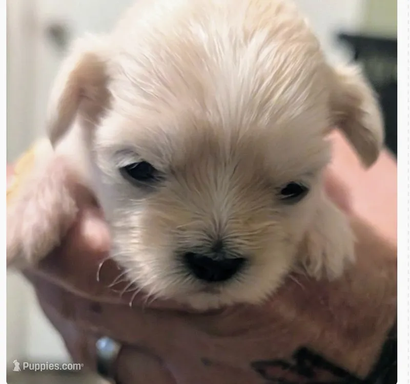 Johnny  – Lhasa Apso puppy for sale in Fort Worth, TX