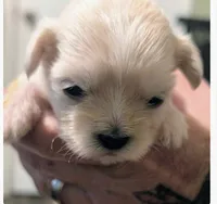 Johnny , a male Lhasa Apso for sale in Fort Worth, TX – 1 of 9