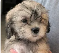 June, a female Lhasa Apso for sale in Fort Worth, TX – 2 of 2