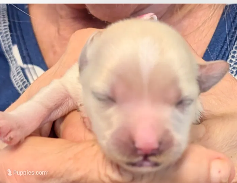 Lenny – Lhasa Apso puppy for sale in Fort Worth, TX