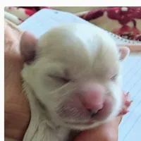 Johnny , a male Lhasa Apso for sale in Fort Worth, TX – 5 of 9