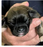 Kip, a male Lhasa Apso for sale in Fort Worth, TX – 3 of 10