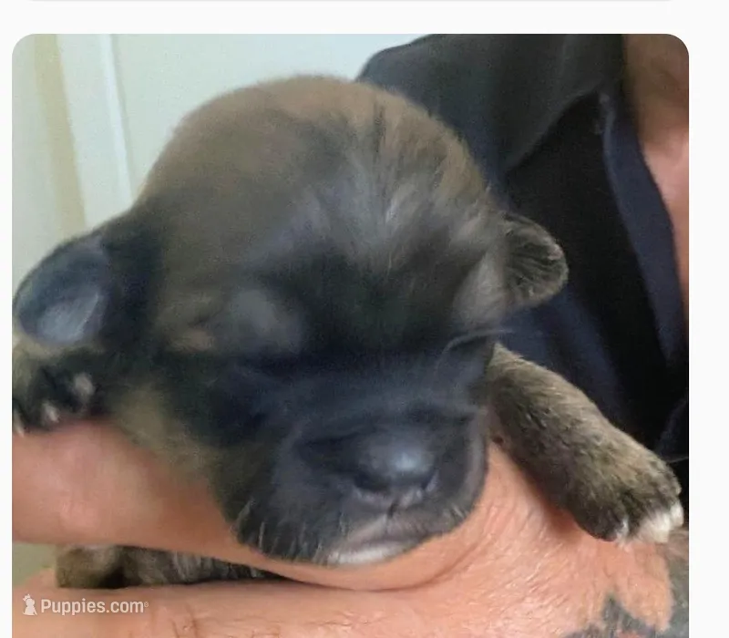 Kane – Lhasa Apso puppy for sale in Fort Worth, TX