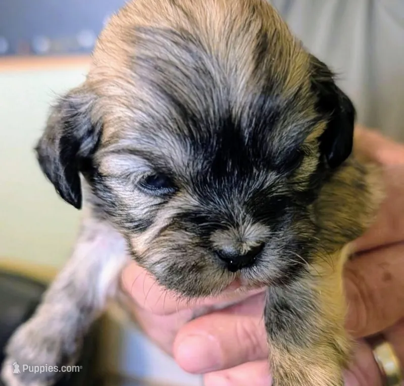 Jade – Lhasa Apso puppy for sale in Fort Worth, TX