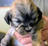Jade, a female Lhasa Apso for sale in Fort Worth, TX – 1 of 10