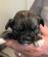 Kip, a male Lhasa Apso for sale in Fort Worth, TX – 9 of 10