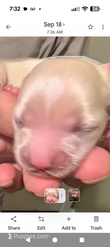Lenny – Lhasa Apso puppy for sale in Fort Worth, TX