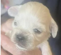 Johnny , a male Lhasa Apso for sale in Fort Worth, TX – 4 of 9