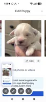 Johnny , a male Lhasa Apso for sale in Fort Worth, TX – 7 of 9