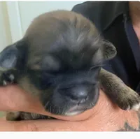 Kane, a male Lhasa Apso for sale in Fort Worth, TX – 2 of 4