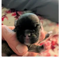 Kip, a male Lhasa Apso for sale in Fort Worth, TX – 1 of 10