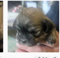Jade, a female Lhasa Apso for sale in Fort Worth, TX – 10 of 10