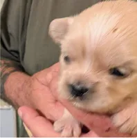 Jenny, a female Lhasa Apso for sale in Fort Worth, TX – 2 of 6