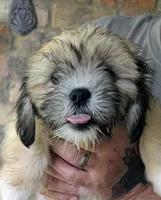 Dino, a male Lhasa Apso for sale in Fort Worth, TX – 5 of 8