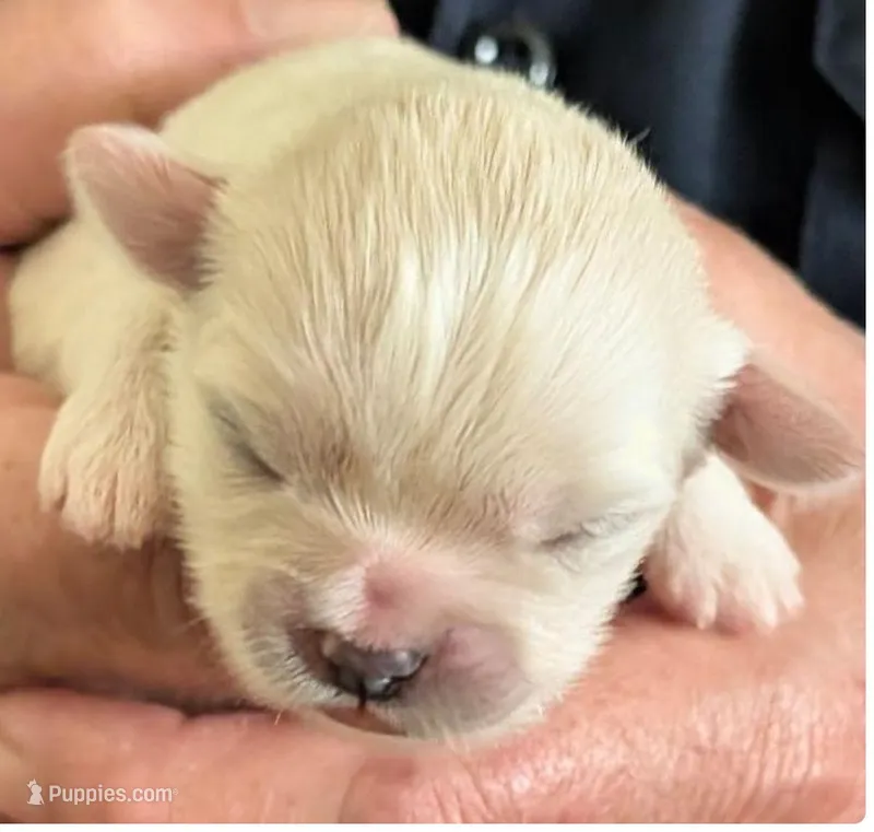 Kimba – Lhasa Apso puppy for sale in Fort Worth, TX