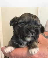 Kip, a male Lhasa Apso for sale in Fort Worth, TX – 10 of 10