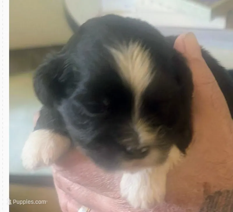 Joy – Lhasa Apso puppy for sale in Fort Worth, TX
