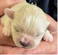 Kimba, a female Lhasa Apso for sale in Fort Worth, TX – 6 of 7