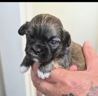 Kip, a male Lhasa Apso for sale in Fort Worth, TX – 8 of 10