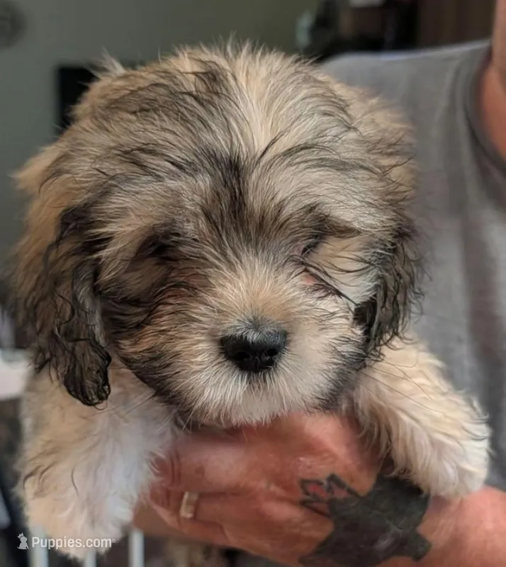 Jade – Lhasa Apso puppy for sale in Fort Worth, TX