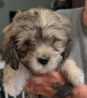 Jade, a female Lhasa Apso for sale in Fort Worth, TX – 1 of 6