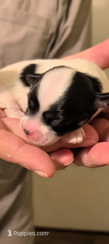 Lance – Lhasa Apso puppy for sale in Fort Worth, TX