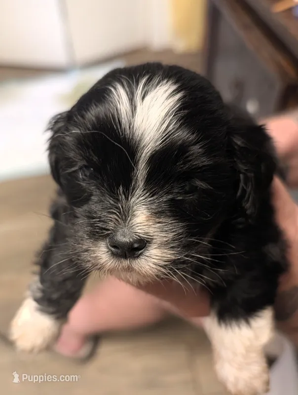 Joy – Lhasa Apso puppy for sale in Fort Worth, TX