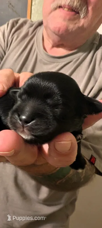Landon – Lhasa Apso puppy for sale in Fort Worth, TX
